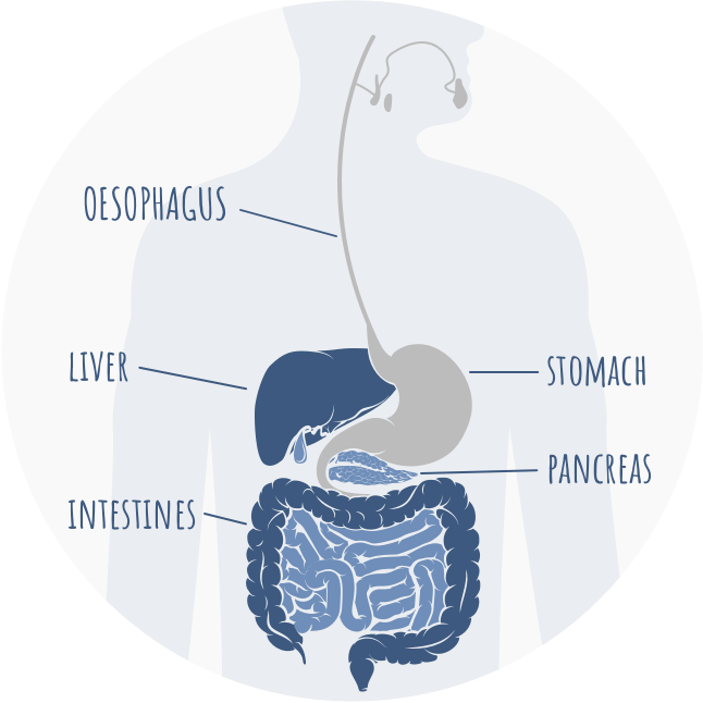Graphic of intestinal tract indicating where the pancreas is